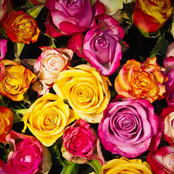 Flores Bonitas Para Regalar: Rosas Y Margaritas